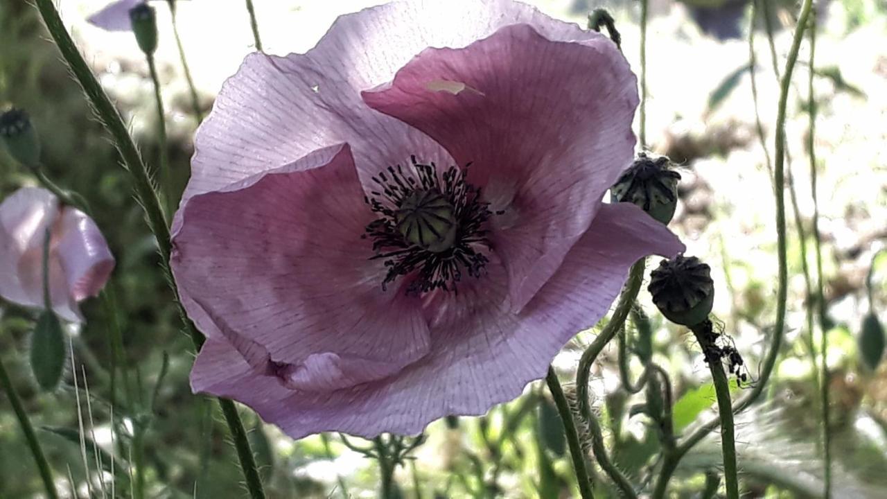 Podere Pievina Delle Corti - Dimora Di Campagna Sinalunga Zewnętrze zdjęcie